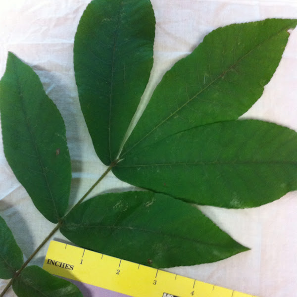 Scalybark Hickory, Shagbark Hickory, Shellbark Hickory Project Noah