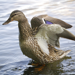 Female Malard by Debbie Annable Carr - Animals Birds
