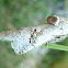 Cossid Moth / Šparogin kornjaš