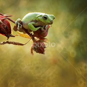 a frog  by A Rahman - Animals Amphibians