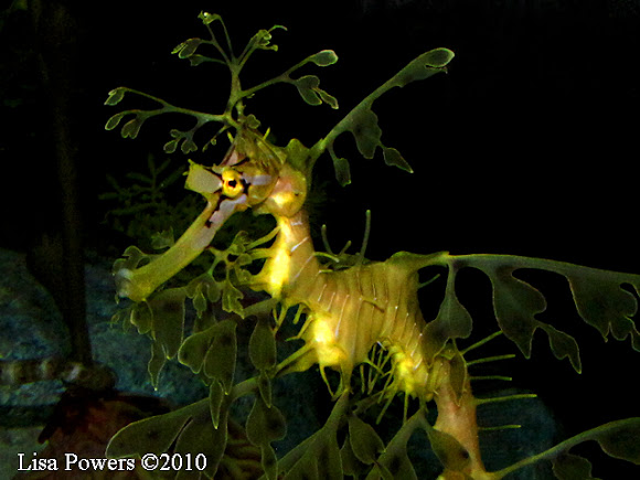 Leafy Sea Dragon Project Noah