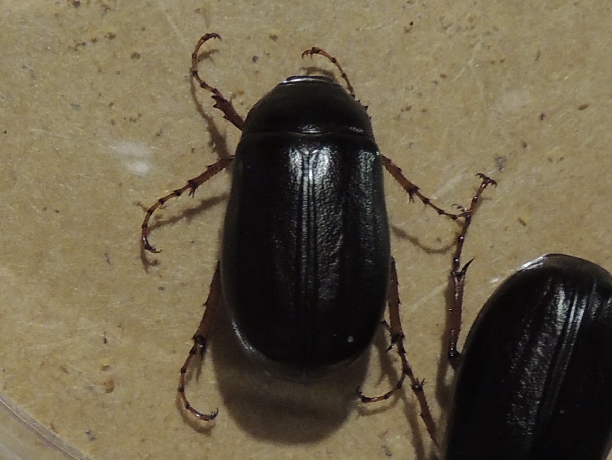 Black June Bug