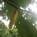 American Dagger moth caterpillar