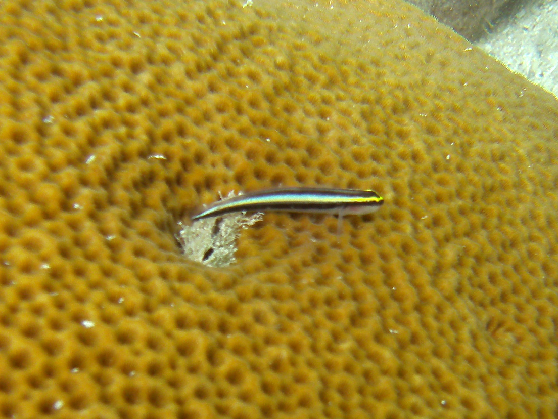 Cleaning Goby