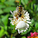 Hover Fly and Crab Spider