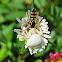 Hover Fly and Crab Spider