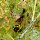 Common Wasp