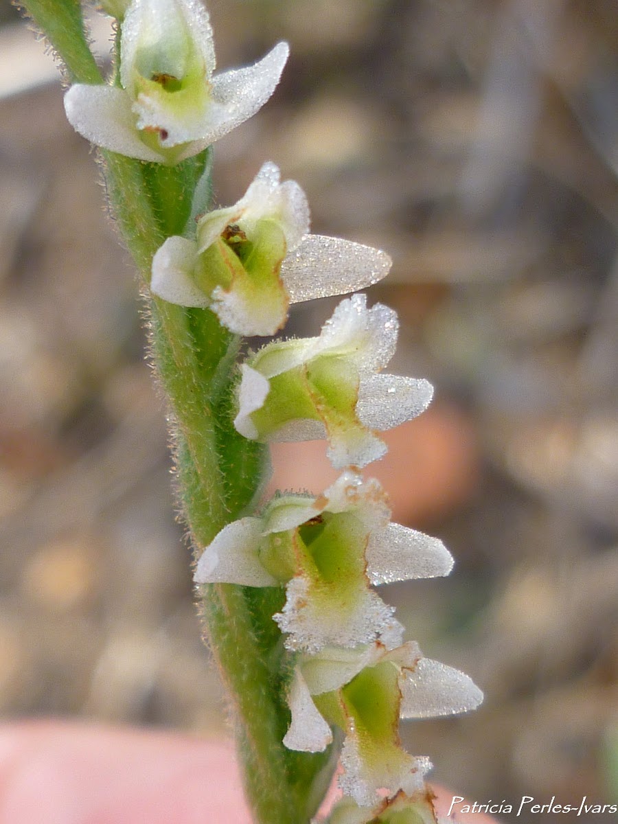 Minuscule wild Orchid (Autumn Lady's-tresses)