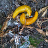 banana slug