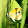 Dainty Sulphur Butterfly