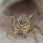 Common Funnel web spider