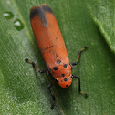 'Orange' Leafhopper