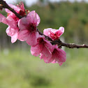 Peach tree flower