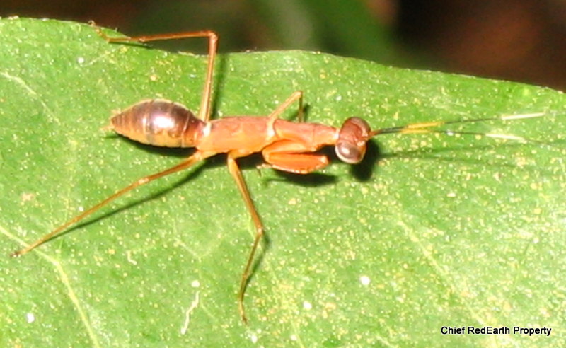 ant-mimic mantis