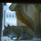 American Red Squirrel