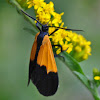 Black & Yellow Lichen Moth