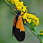 Black & Yellow Lichen Moth