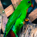 Philippine Hanging Parrot