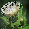 Cabbage Thistle