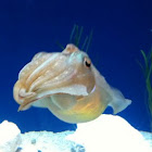 Cuttlefish 