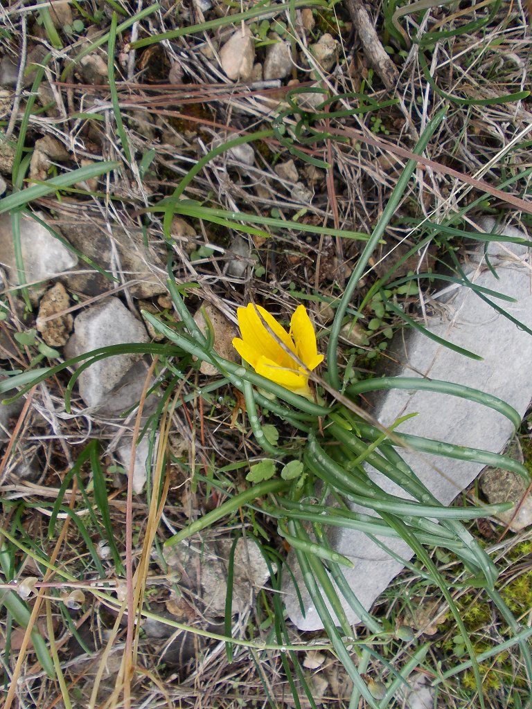 Autumn daffodil (κίτρινο κρινάκι)
