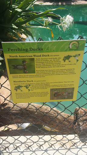 Perching Ducks