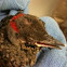 Baby Red- Bellied Woodpecker 