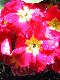 Z Lcd Amoled Flowers Wallpaper poster 9