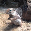Harris' Antelope squirrel