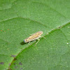 Brown and Yellow Striped Leafhopper