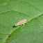 Brown and Yellow Striped Leafhopper