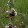 erva-abelha