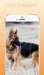 Download เยอรมัน เชฟเฟิร์ด วอลเปเปอร์ APK