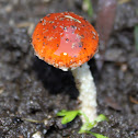 Redlead Roundhead Fungus