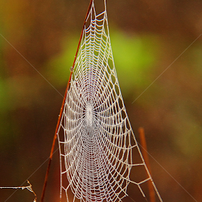 by Shrikrishna Bhat - Nature Up Close Webs