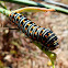 Eastern black swallowtail caterpillar