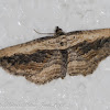 Small Waved Umber Moth