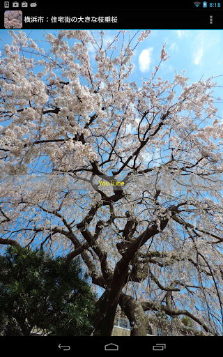 免費下載旅遊APP|Japan:Large CherryTree in town app開箱文|APP開箱王