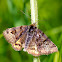 Burnet Companion Moth