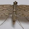 Watermilfoil Leafcutter Moth