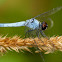 Palemouth Shorttail Dragonfly