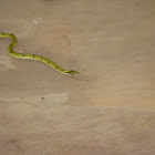 Green keelback