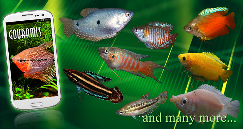 Gouramis Screen 2