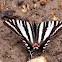 Zebra Swalloetail