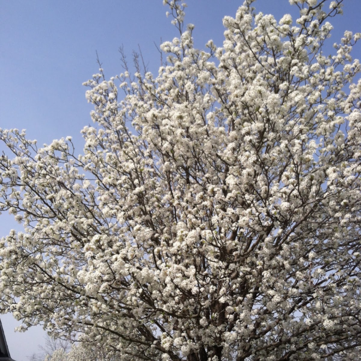 Bradford pear tree