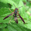 Northern Paper Wasp, female