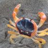 Blackback Land Crab