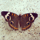 Common Buckeye