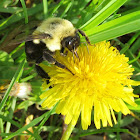 Common Eastern Bumble Bee