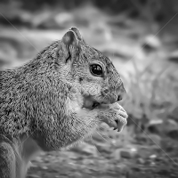 by Andrew Lawlor - Black & White Animals